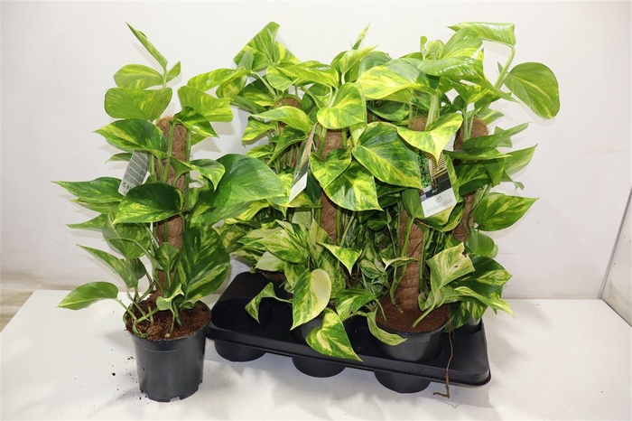 <h4>Epipr Mosstok</h4>