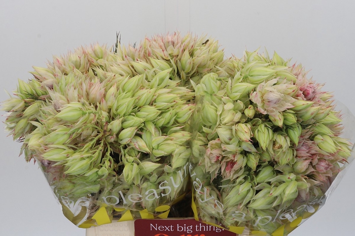 <h4>Blushing Bride Ayoba Ice Star</h4>