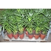 FICUS LYRATA BAMBINO P15 COMPACTO