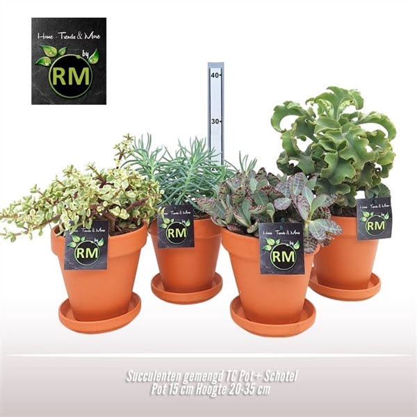 <h4>Succulenten gemengd TC Pot+ Schotel</h4>