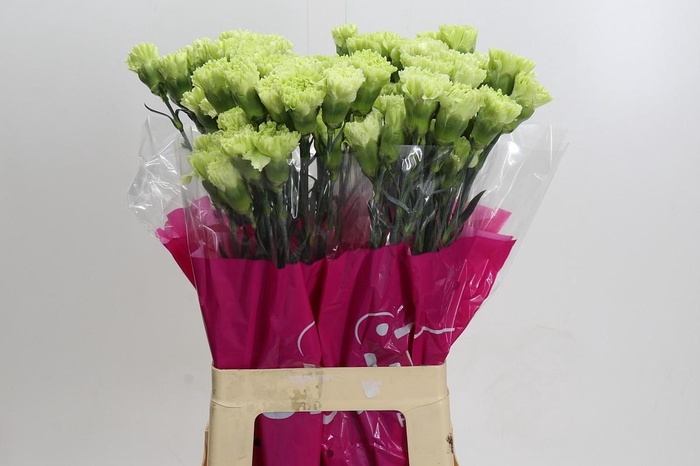 <h4>Dianthus St Goblin</h4>