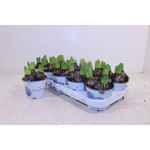 HYACIN BLUE PEARL P12