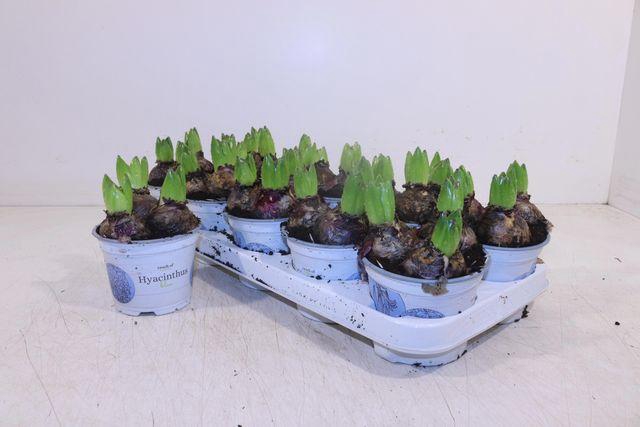 <h4>HYACIN BLUE PEARL P12</h4>