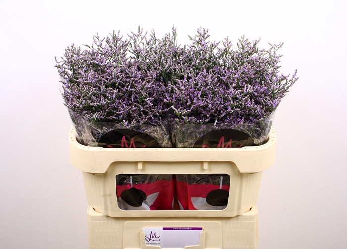 <h4>Lim Ov Skylight</h4>