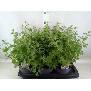 Nepeta faassenii 'Walkers Low'