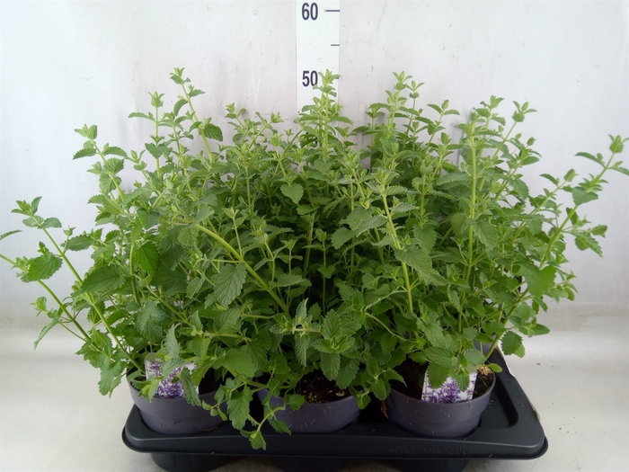 <h4>Nepeta faassenii 'Walkers Low'</h4>