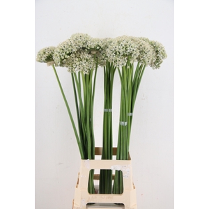 ALLIUM NIGRUM