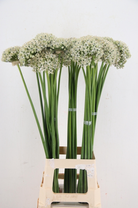 <h4>ALLIUM NIGRUM</h4>