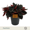 Peperomia Caperata Overig Rojo Grande