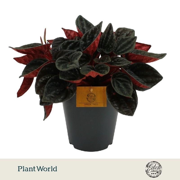 <h4>Peperomia Caperata Overig Rojo Grande</h4>