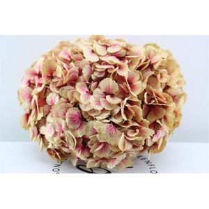 Pres Hydrangea Xl Red Antique Pcs