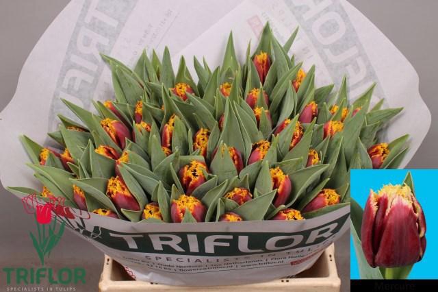 <h4>TU FR MERCURE</h4>