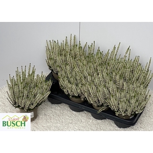 CALLU BL VIVA