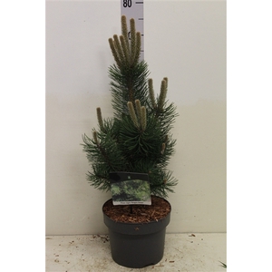 Pinus nigra 'Oregon Green' P23 potgekweekt