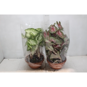 CALADIUM VARIADO C21