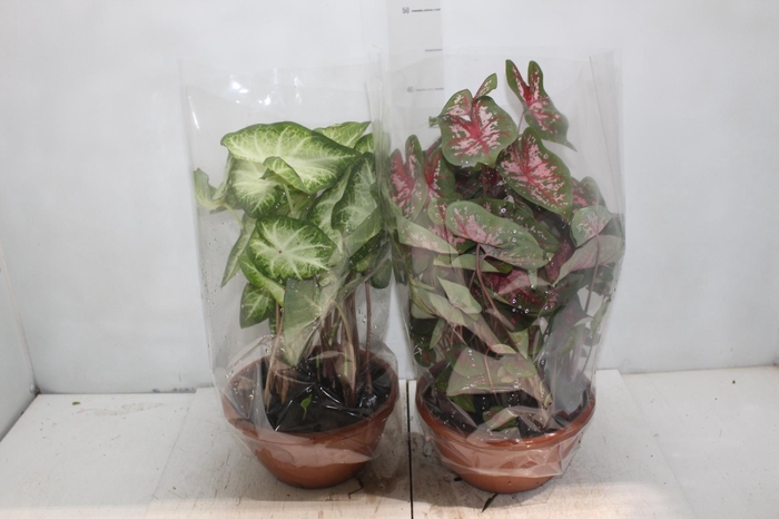 <h4>CALADIUM VARIADO C21</h4>
