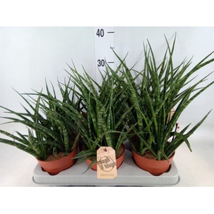 Sansevieria  'Fernwood'