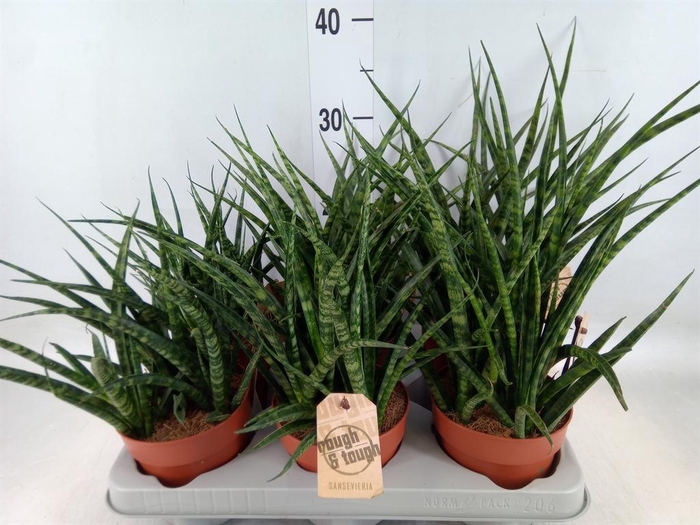 <h4>Sansevieria  'Fernwood'</h4>