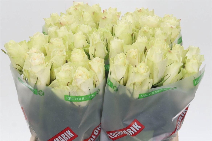 <h4>Rosa Athena</h4>