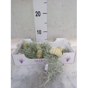 Tillandsia usneoides