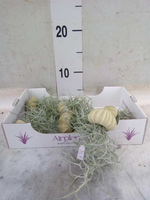 <h4>Tillandsia usneoides</h4>