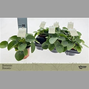 PILEA PEPEROMIOIDES