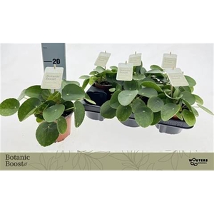 PILEA PEPEROMIOIDES