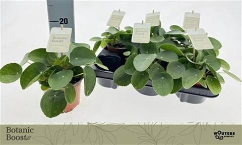 <h4>PILEA PEPEROMIOIDES</h4>