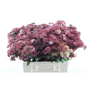 Sedum Magical Lizzy (rood)