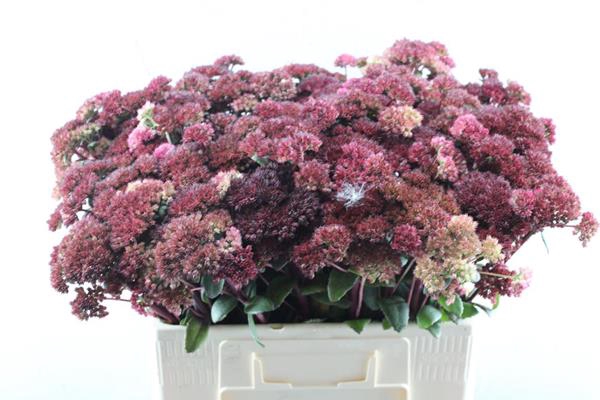 <h4>Sedum Magical Lizzy (rood)</h4>