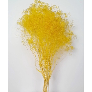 GESTABILISEERD GYPS MILLION STAR GEEL