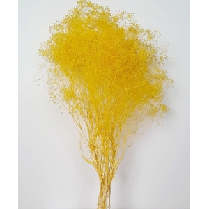 GESTABILISEERD GYPS MILLION STAR GEEL