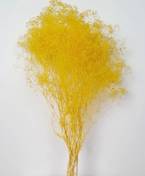 <h4>GESTABILISEERD GYPS MILLION STAR GEEL</h4>