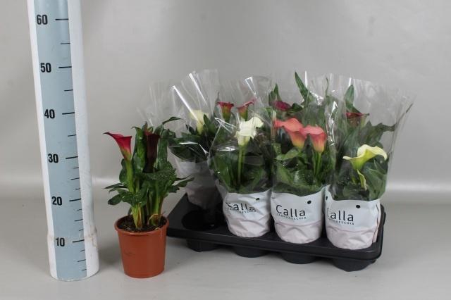 <h4>ZANT GEM 5 KL</h4>