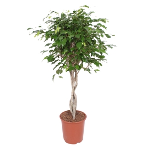 Ficus Exotica