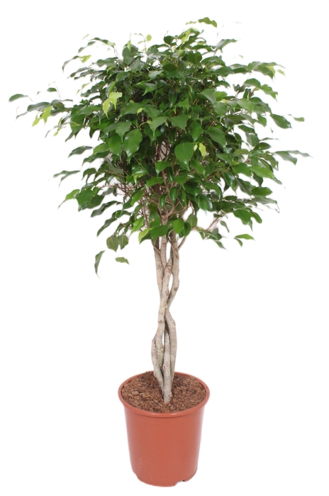 <h4>Ficus Exotica</h4>