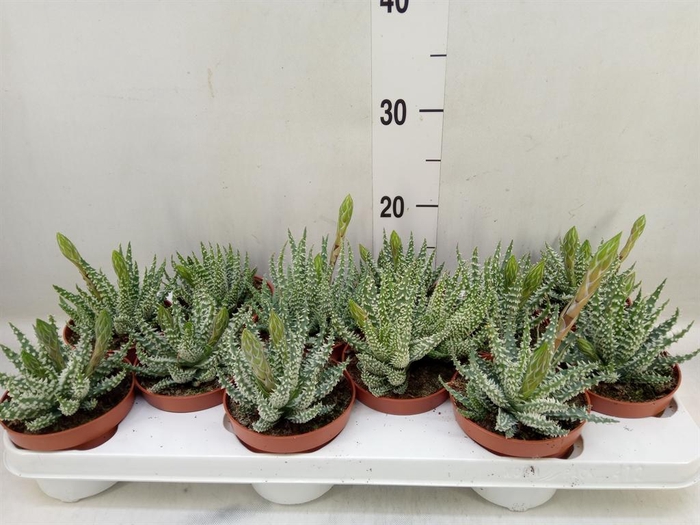 <h4>Aloe humilis</h4>
