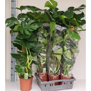 MONSTERA DELICIOSA