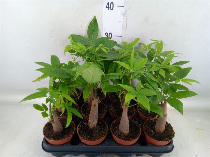 <h4>Pachira aquatica</h4>