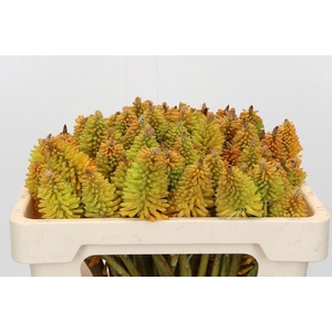 Kniphofia Eycone Peach