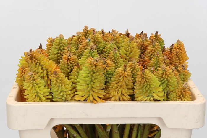 <h4>Kniphofia Eycone Peach</h4>