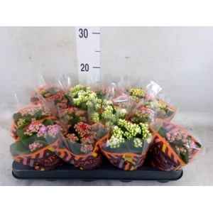 Kalanchoe blos.   ..rosebud mix  5
