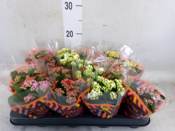<h4>Kalanchoe blos.   ..rosebud mix  5</h4>