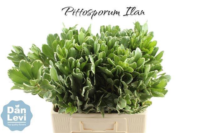 <h4>PITTOSP TO ILAN</h4>