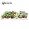 Succulent Mix P8.5