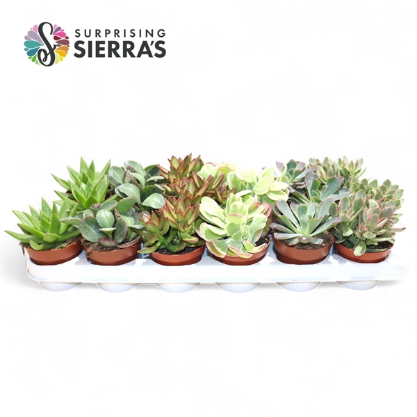 Succulent Mix P8.5