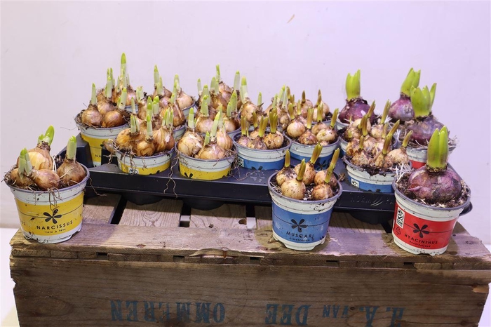 <h4>arr8 Bolbloemen Gem</h4>