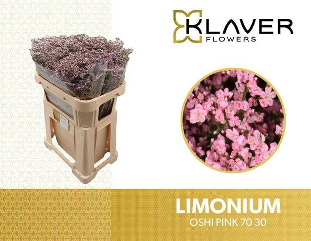 <h4>Limonium Safora Oshi Pink Klaver</h4>