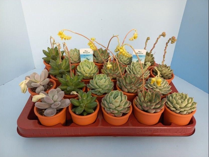 <h4>Bio Echeveria Op Rij in steen 6cm</h4>