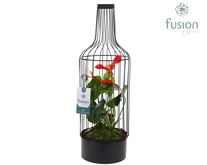<h4>Metaal fles zwart Large met Anthurium</h4>